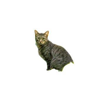 A Cute Gray Cat Sitting On A Log Surrounded By Lush Green Forest Foliage. 18470 - Cat PNG image with transparent background